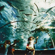 Ocean Park Shark Tank
